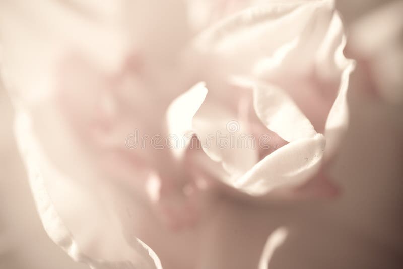 Close-up of  spring yellow daffodil flower on light background