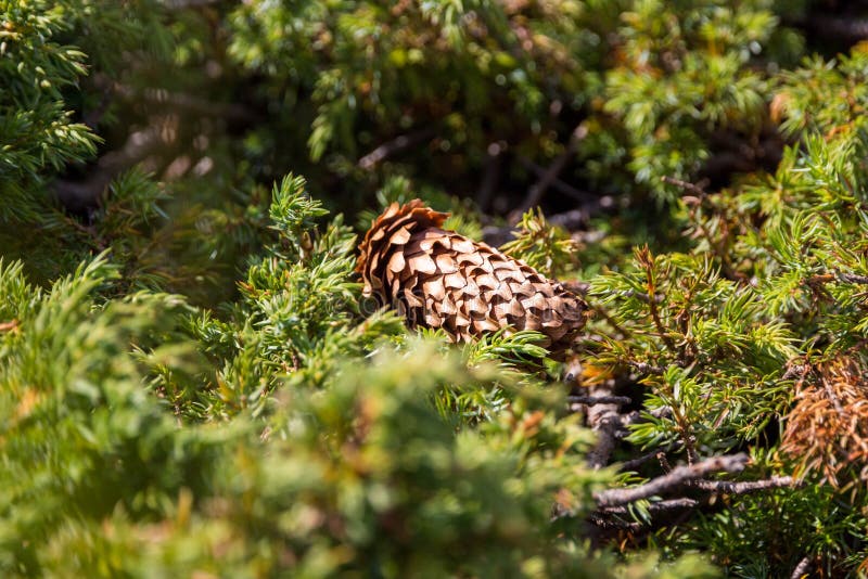 Close up of spruce cone, centered with shallow depth of field, fallen in a meadow, surrounded by green pine branches stock photography