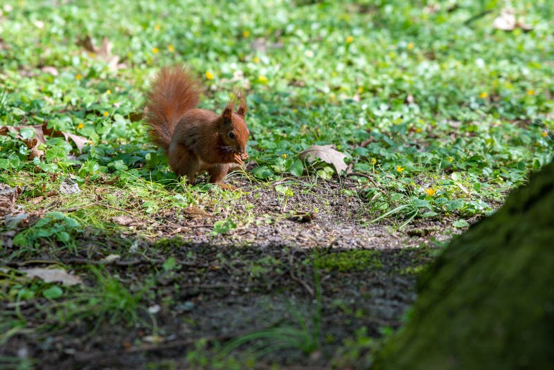 Close up on squirrel eats an acorn royalty free stock images
