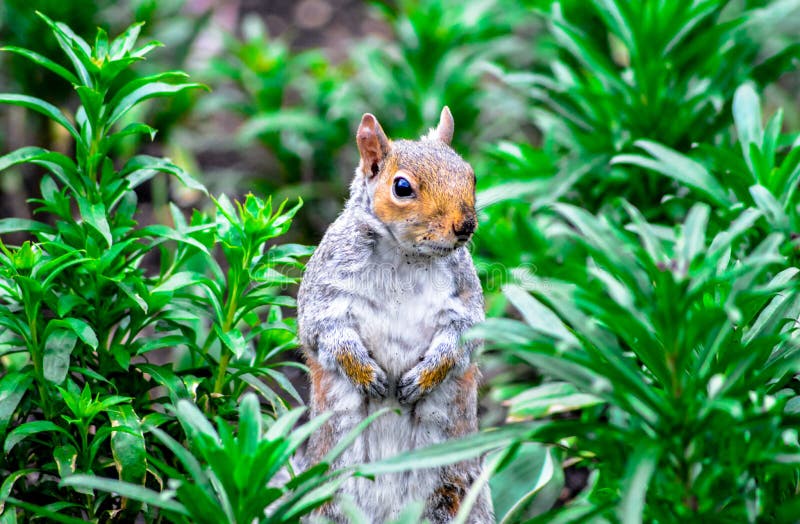 Squirrel at Hyde Park in London Stock Image - Image of hyde, ardilla ...