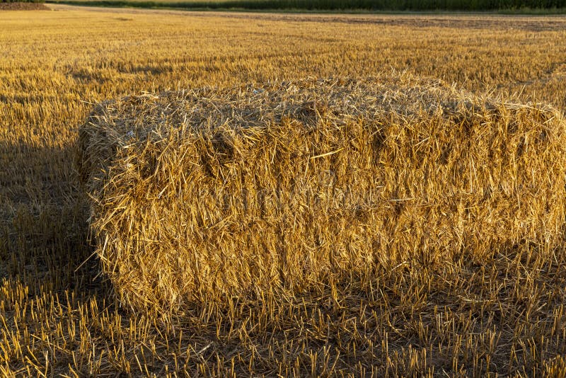 Square stacks of golden wheat straw in a field at sunset royalty free stock image