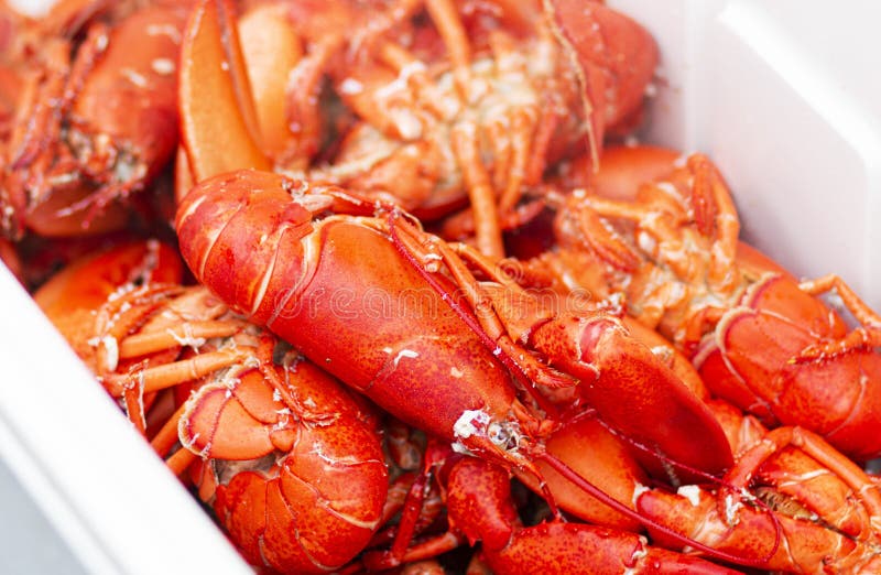 Fresh Local Maine Lobsters in a Bath Tub in a Restaurant Stock Image