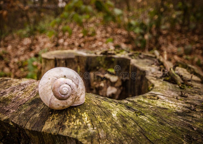 Ode to Fibonacci close up stock photo of a single empty snail shell standing on a snag in the forest royalty free stock image Ode to Fibonacci close up stock photo of a single empty snail shell standing on a snag in the forest royalty free stock image