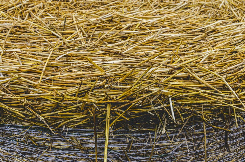 Closeup of a Straw Bale Standing on the Flat Surface, the Round Edge of the Bale Runs Along the