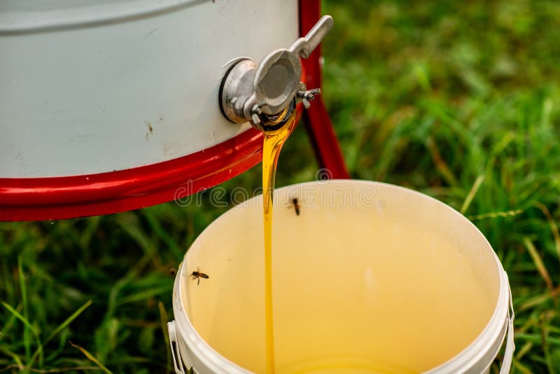 Close Up of a Stream of Fresh Honey Flows from the Honey Extractor into