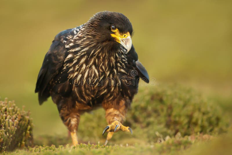 Close-up of Striated Caracara walking on the grass