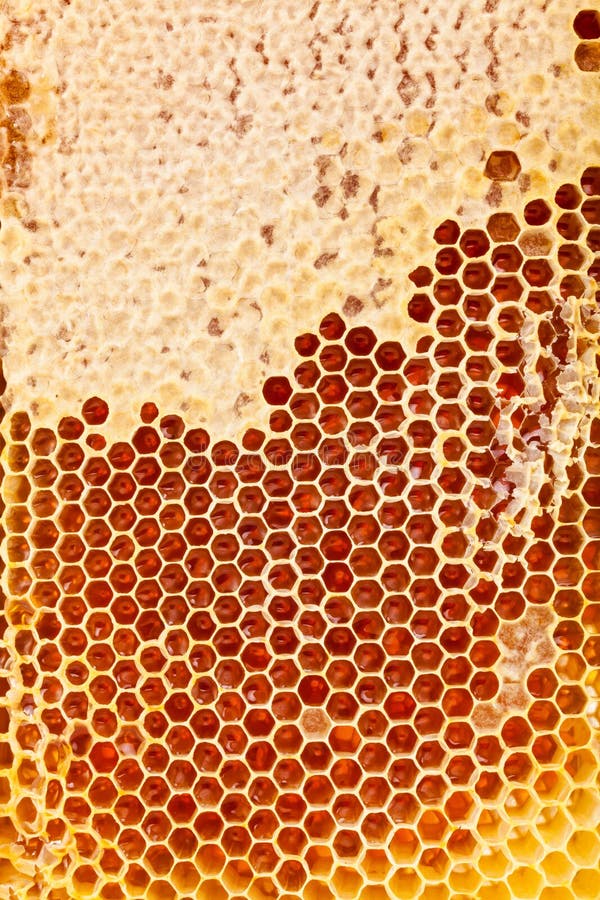 Close Up Studio Shot of Authentic Organic Honey in Honeycomb Stock ...