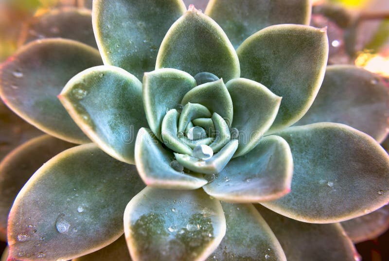 Close up Succulent with dewdrops stock images
