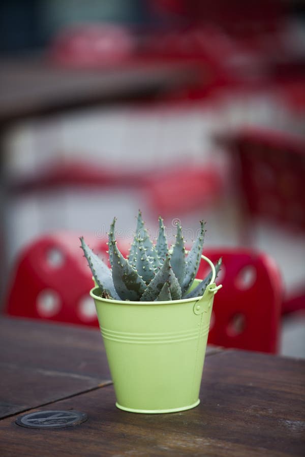 Close-up of succulent plant on wooden table stock photography
