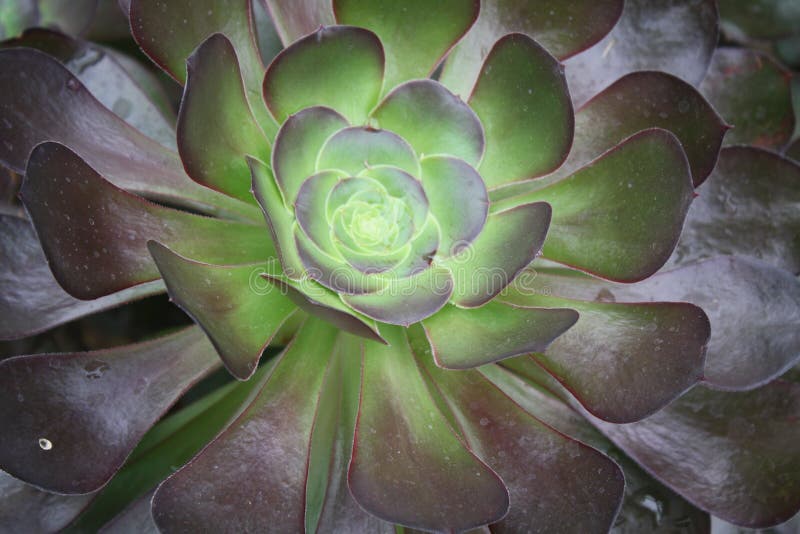 Close Up of Succulent stock photos