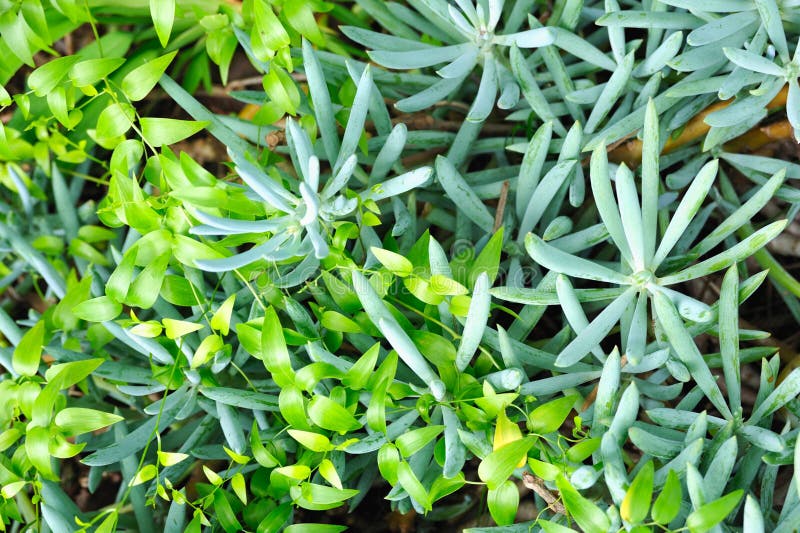 Close up of succulent (Sedum) and creeper stock photos