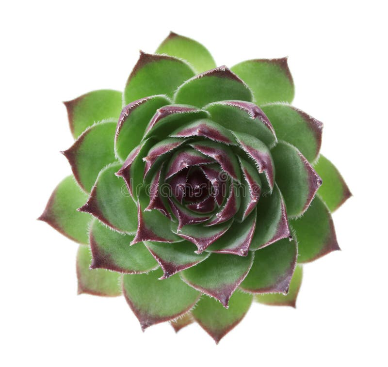 Closeup succulent sempervivum isolated on white background, other names is houseleeks, liveforever and hen and chicks. Closeup succulent sempervivum isolated on white background, other names is houseleeks, liveforever and hen and chicks