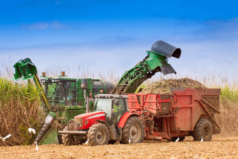 Close-up of sugar cane harvest