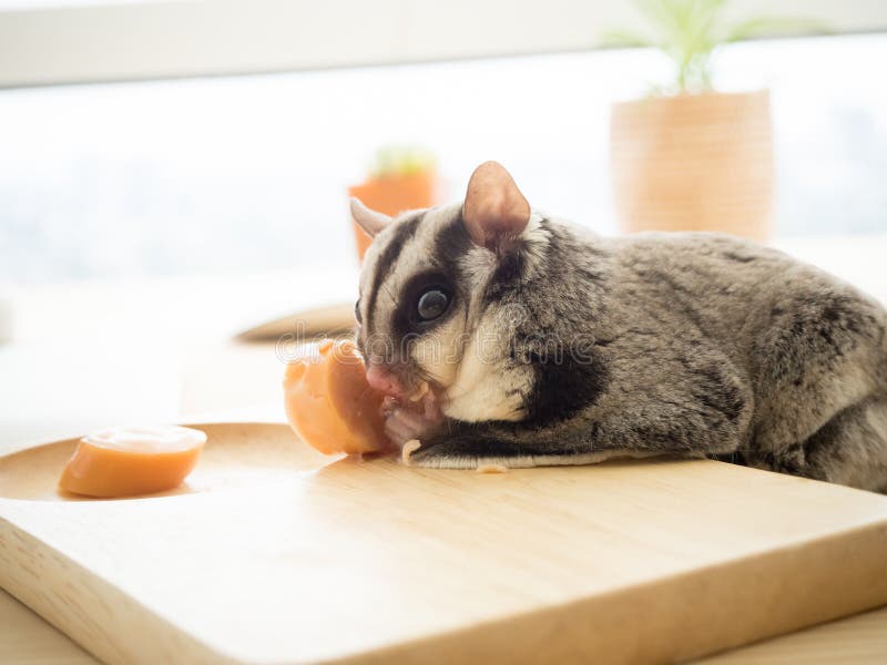 What Vegetables Can Sugar Gliders Eat? (Plus What To Avoid) Fur, Wings