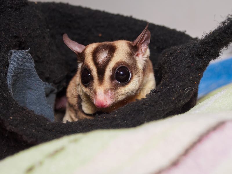 Closeup of Two Sugar Gliders in Their Nest Sharing a Walnut Stock