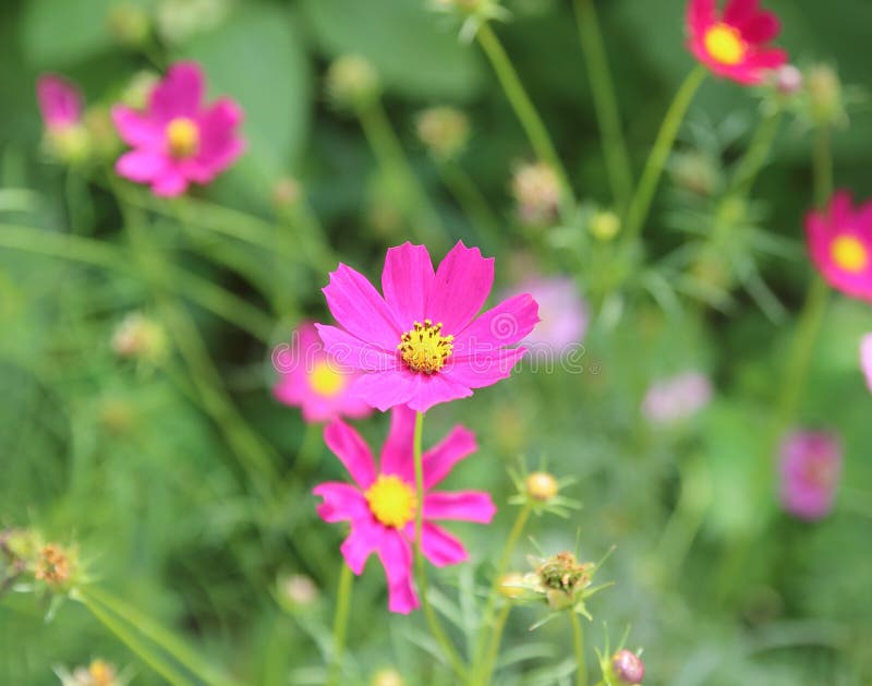 Close up sulfur Cosmos Flower. royalty free stock images Close up sulfur Cosmos Flower. royalty free stock images