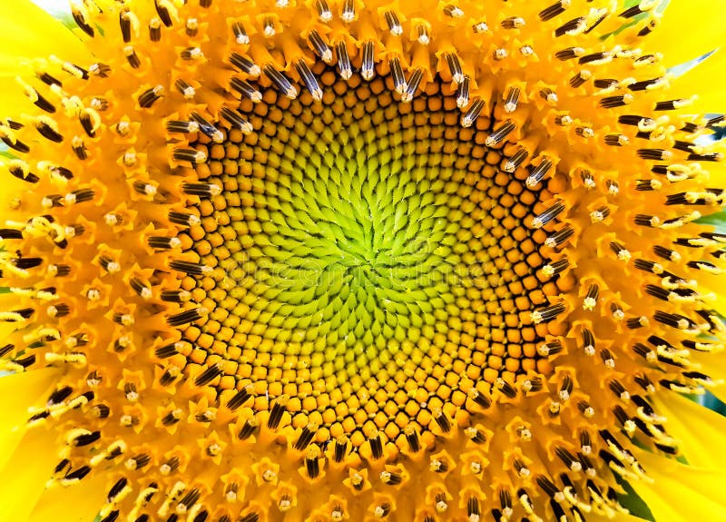 Close up sunflower center pattern