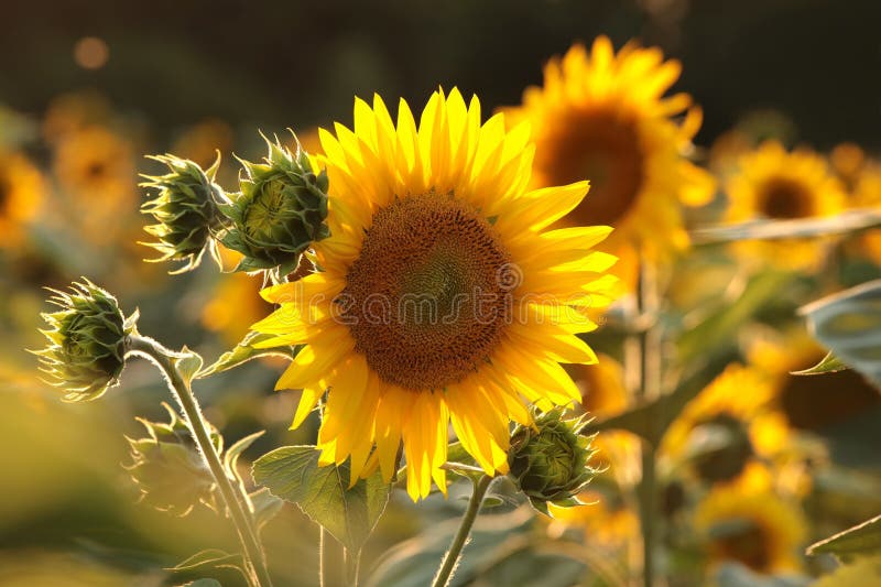 close up of sunflower growing in the field backlit by the light of the setting sun august poland sunflower helianthus annuus in