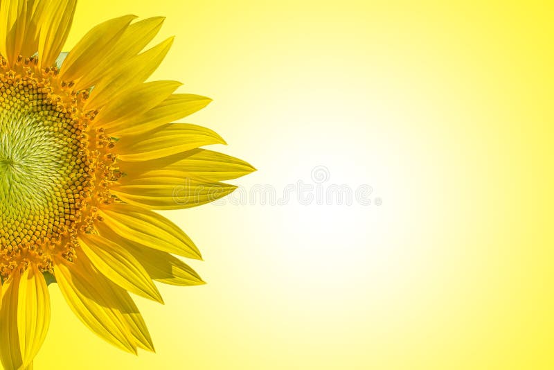 Close-up of sunflower on yellow background style pastel tones.backdrop of space for text input