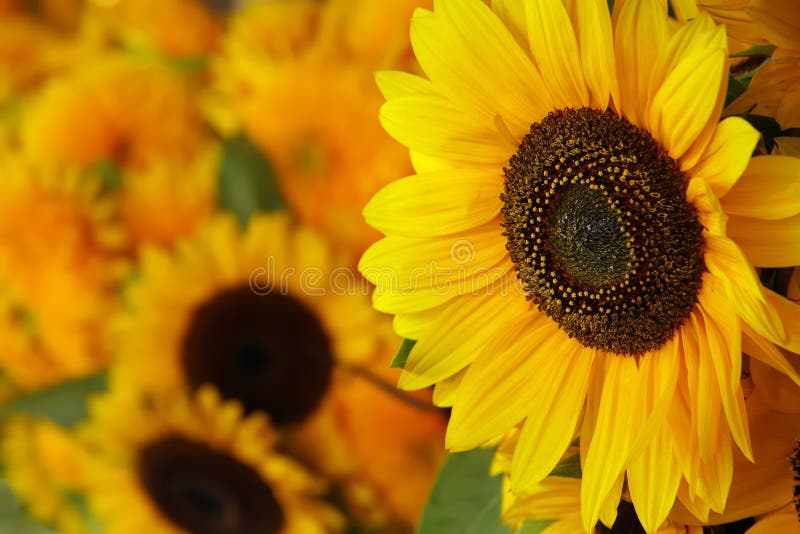 Close-up of sunflowers - decorative arrangement. Sunflowers stock images, royalty-free photos and pictures