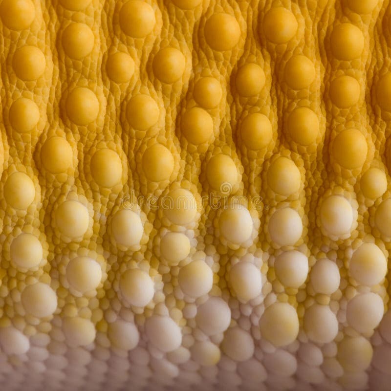Close-up of Sunglow Leopard gecko scales stock photography Close-up of Sunglow Leopard gecko scales stock photography