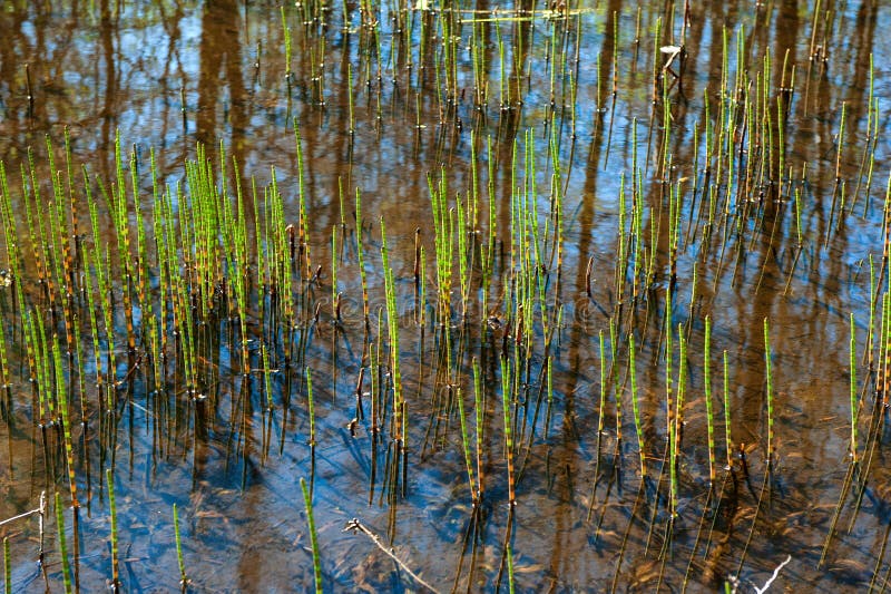 Close-up swamp grass marsh horsetail. Green swamp grass marsh horsetail in the water with reflections of the sky royalty free stock photos Close-up swamp grass marsh horsetail. Green swamp grass marsh horsetail in the water with reflections of the sky royalty free stock photos