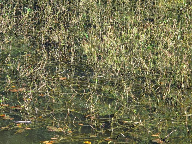 Close up of swamp grass stock image. Image of spring 181223865