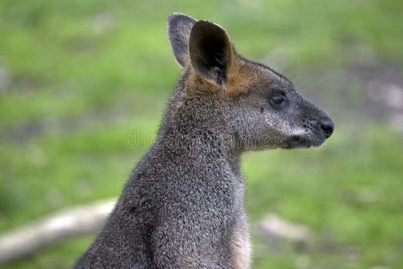 A swamp wallaby stock image. Image of whiskers, swamp - 118697241