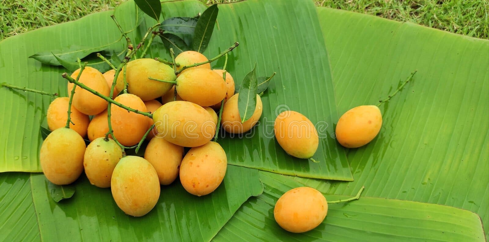 38 Banana Thailand Green Fruit Tree Tropical Nature Background Healthy  Natural Fresh Plant Ripe Organic Food Bunch Closeup Sweet Group Garden  White Leaf Diet Agriculture Raw Vitamin Plantation Yellow Health Outdoor  Freshness