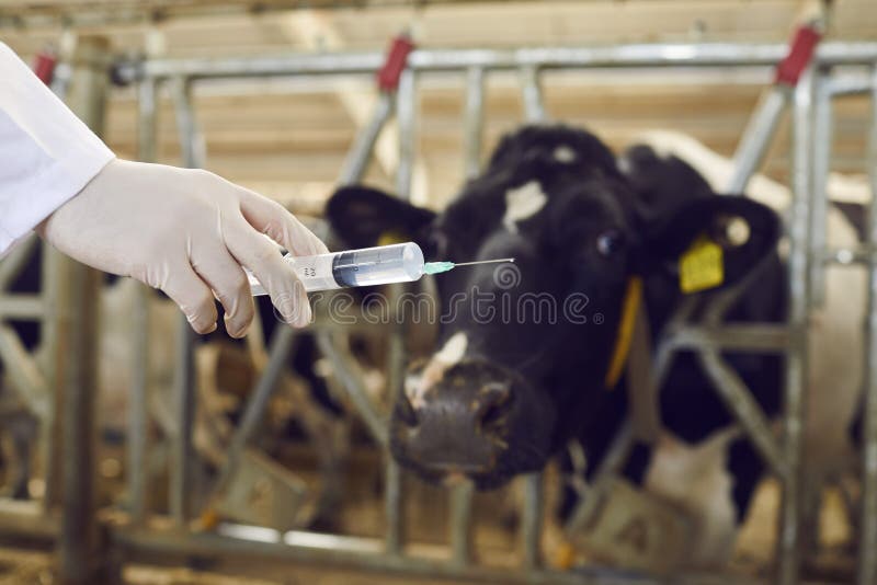 Close up of a syringe in the hand of a veterinarian who is ready to make a injection to a cow.