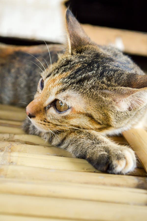 Tabby cat on bamboo floor stock photo. Image of bamboo 127565098