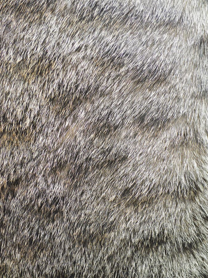 Close Up Of Tabby Cat Fur Texture Background Stock Photo Image Of Close Up Of Tabby Cat Fur Texture Background Stock Photo Image Of