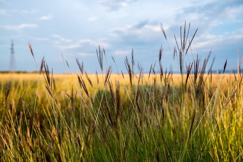Close Up of a Tall Grass on a Beach Stock Image Image of cloud, sand