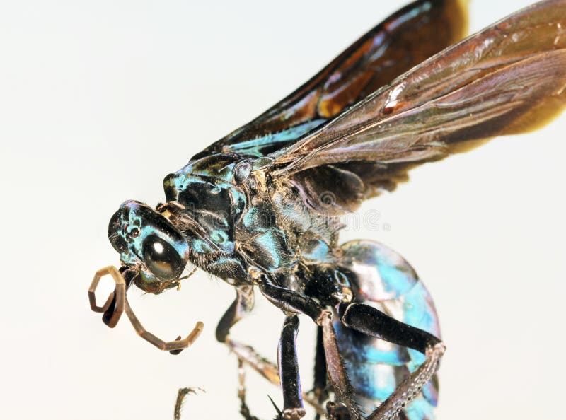 A Close Up of a Tarantula Hawk Wasp stock image A Close Up of a Tarantula Hawk Wasp stock image