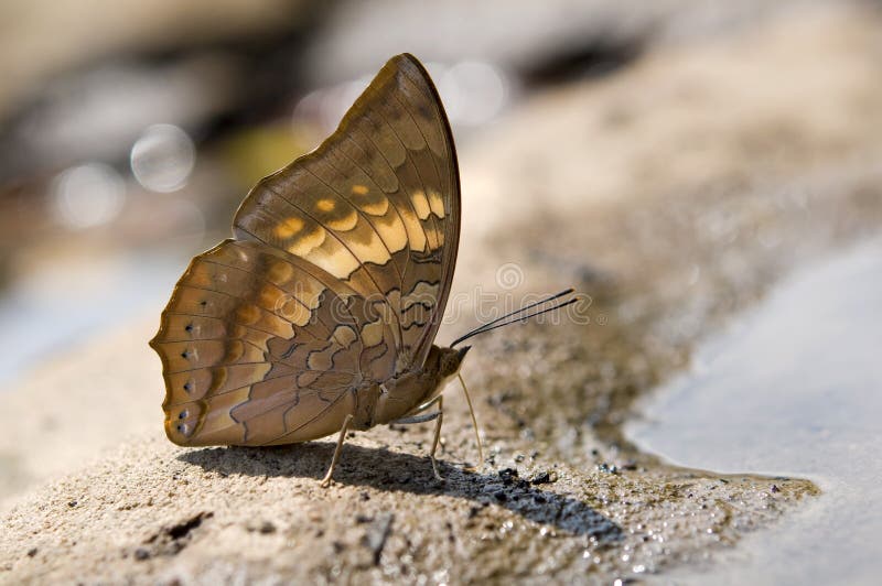 Close up of Tawny Rajah puddling in nature stock image Close up of Tawny Rajah puddling in nature stock image