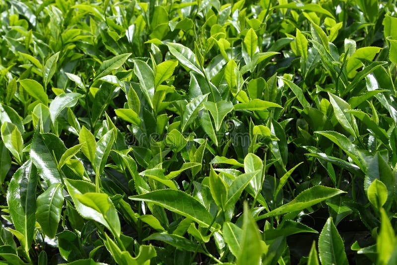 Close-up of Tea Leaves
