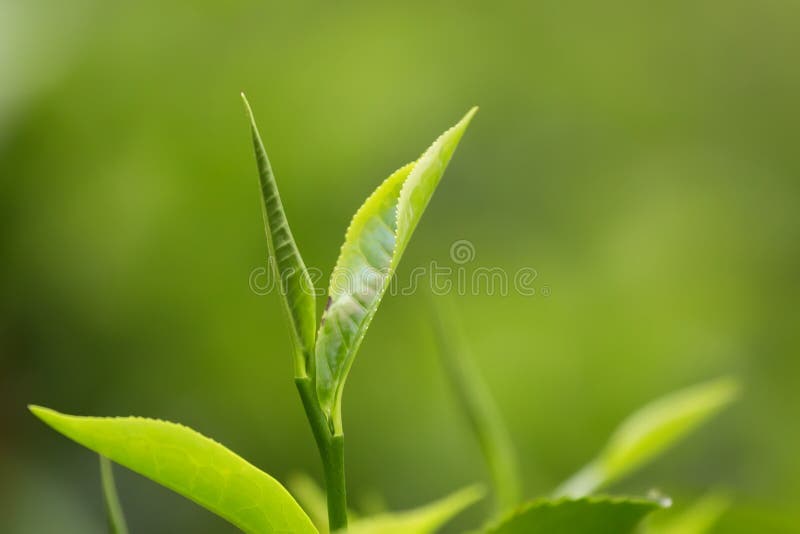 Close-up Tea Leaves stock image