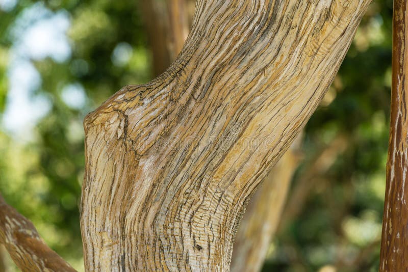 Close-up of texture bark of Heptacodium miconioides or Seven son flower trees in rest zone near the Bougainvillea fountain stock photo