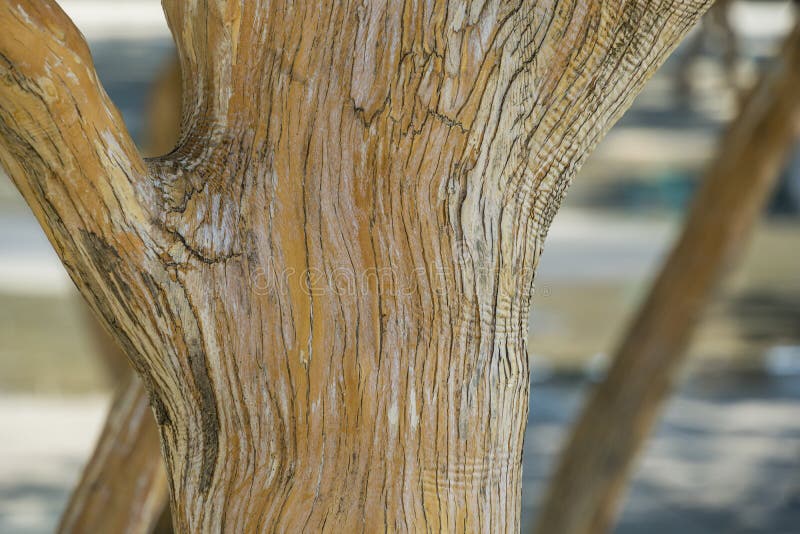 Close-up of texture bark of Heptacodium miconioides or Seven son flower trees in rest zone near the Bougainvillea stock images