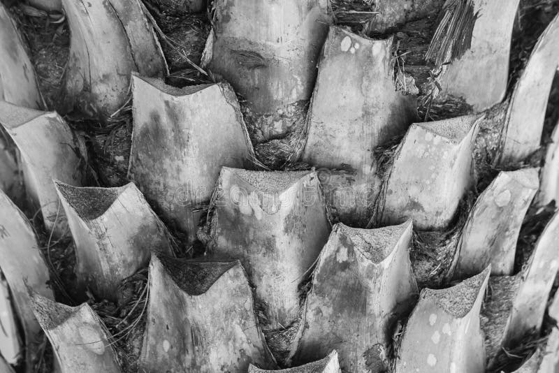 Close up texture bark or stalk of palm tree leaves. stock photo