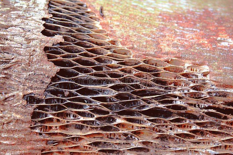 Texture bark of tree dead stock image