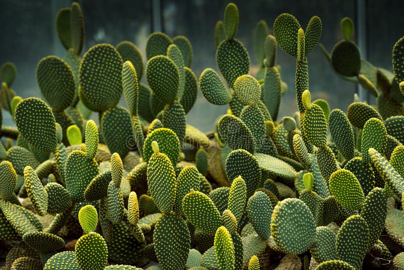 Close up texture detail of succulent royalty free stock images