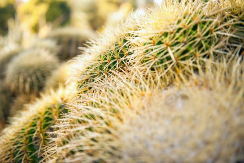 Close Up Texture Of Green And Yellow Cactus With Needles With