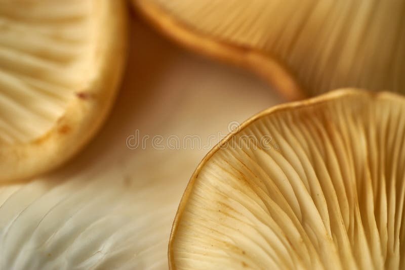 Maitake Mushrooms Cluster stock photo. Image of nutrition 81927558