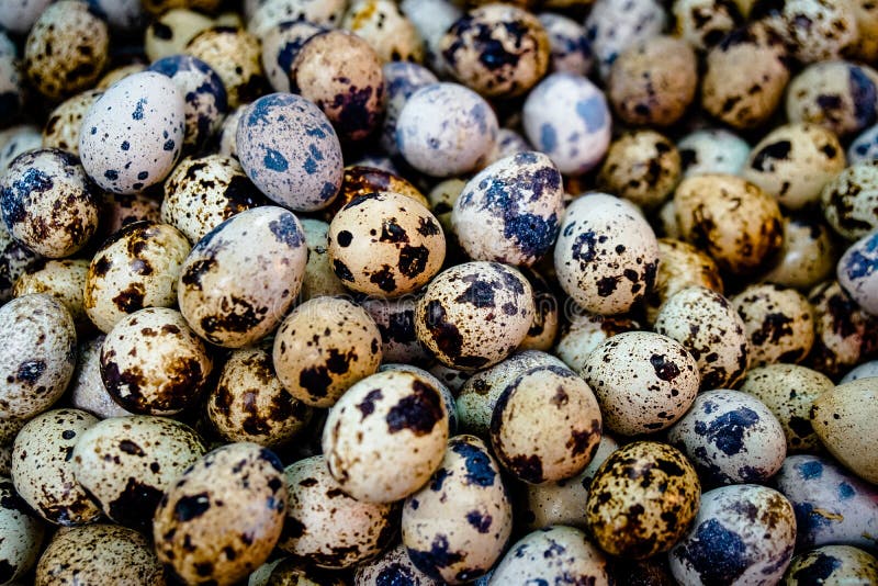 Close Up Textured Background of Quail Eggs. High Protein for Diet Stock Image Image of healthy