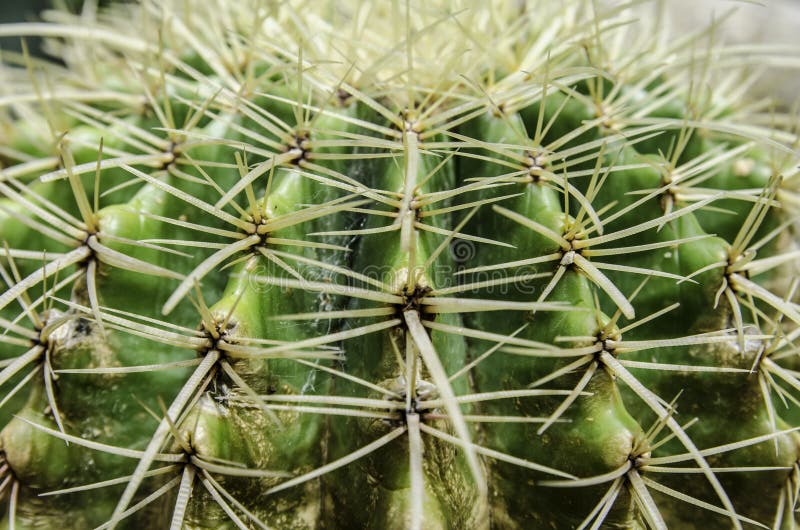 Close up textured of cactus plant royalty free stock photography Close up textured of cactus plant royalty free stock photography