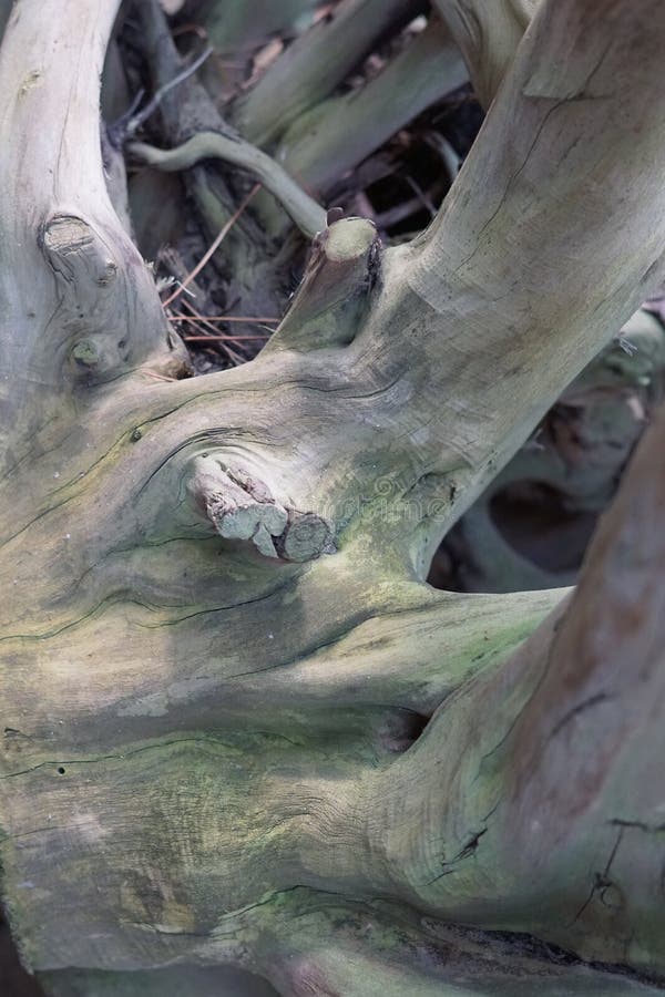 Close up of tree trunk