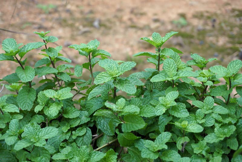 Thai Peppermint Growing in Pot Stock Image Image of cooking