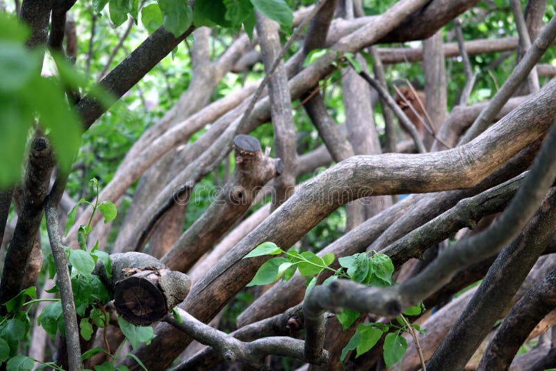 Closeup Thick Tree Branches in the Forest Stock Image Image of thick
