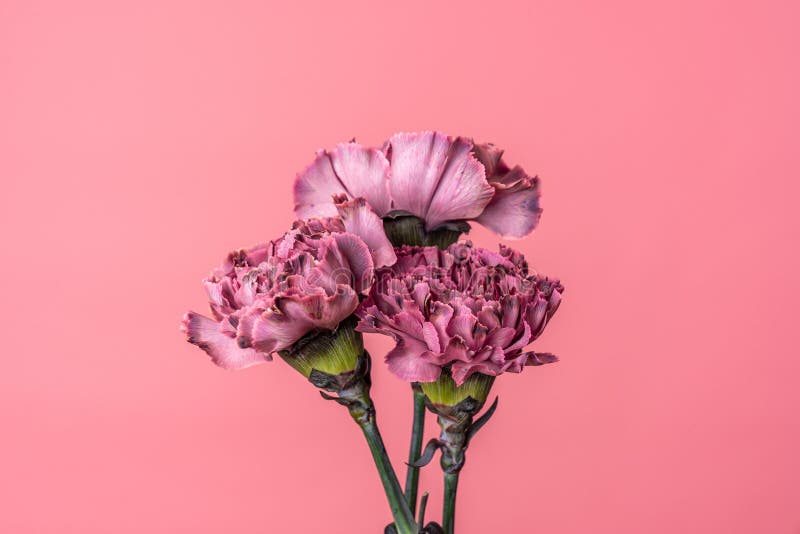 Three Carnations - Dark Purple, Violet and Peach Pink Isolated on Light ...